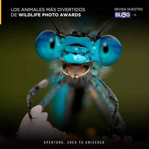 Los animales más divertidos de Comedy Wildlife Photo Awards