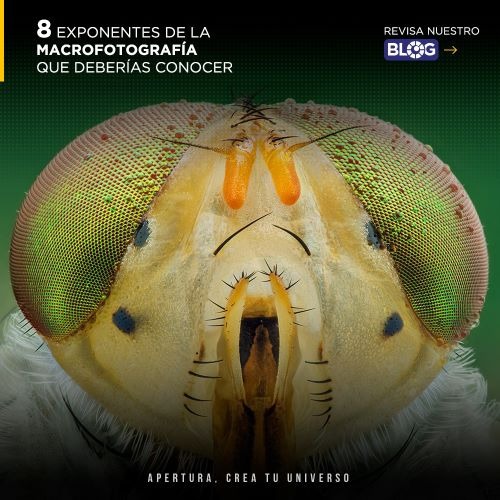 8 exponentes de la macrofotografía que deberías conocer 