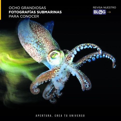 Ocho grandiosas fotografías submarinas para conocer